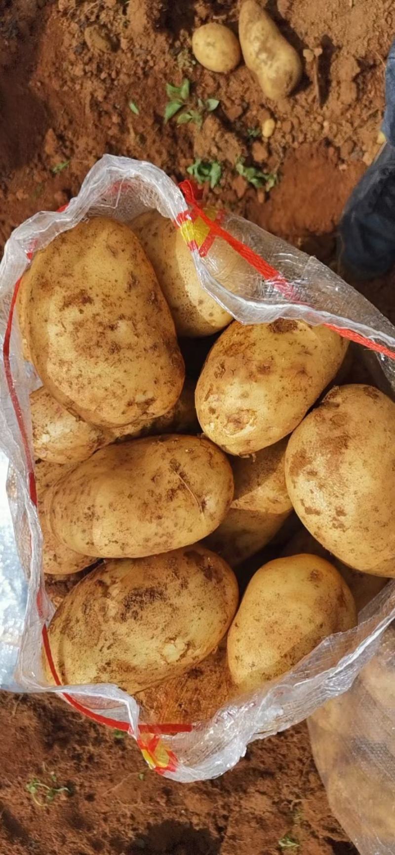 云南土豆黄皮土豆土豆产地直供一手货源欢迎联系