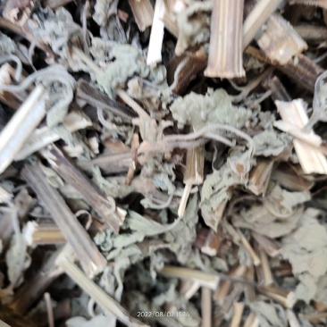广西防风草广防风鱼针草抹药抹草全草干品