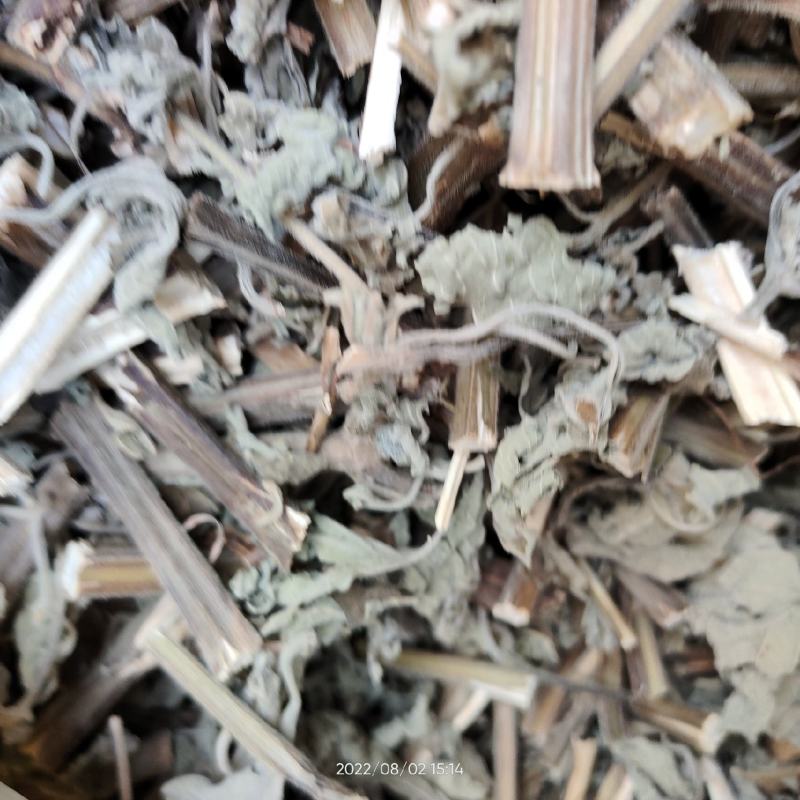 广西防风草广防风鱼针草抹药抹草全草干品