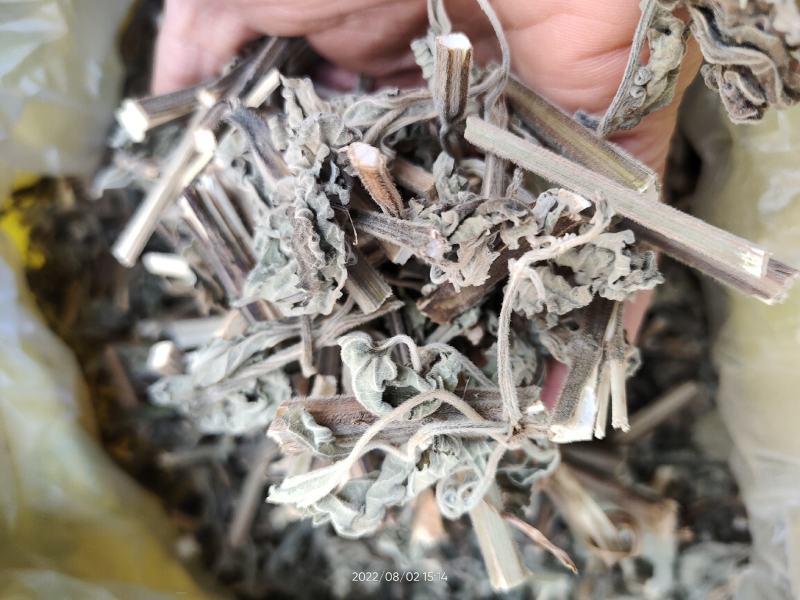 广西防风草广防风鱼针草抹药抹草全草干品