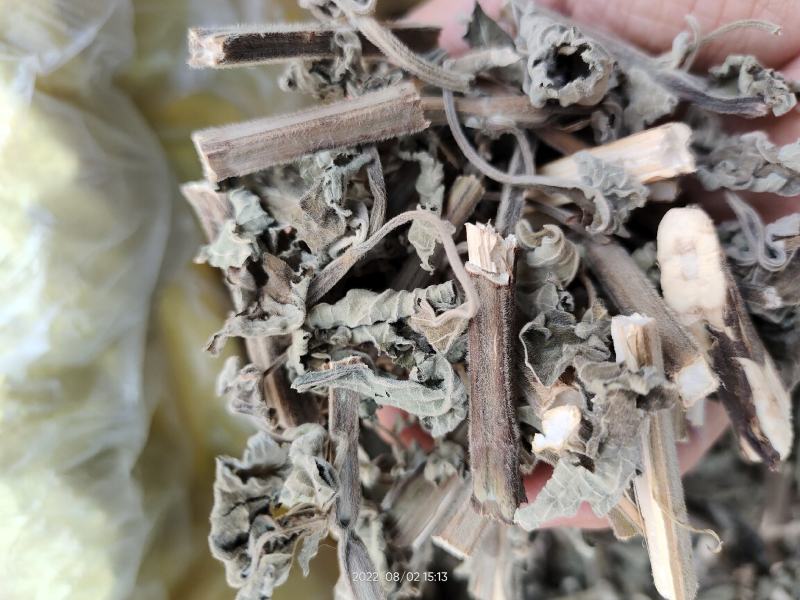 广西防风草广防风鱼针草抹药抹草全草干品