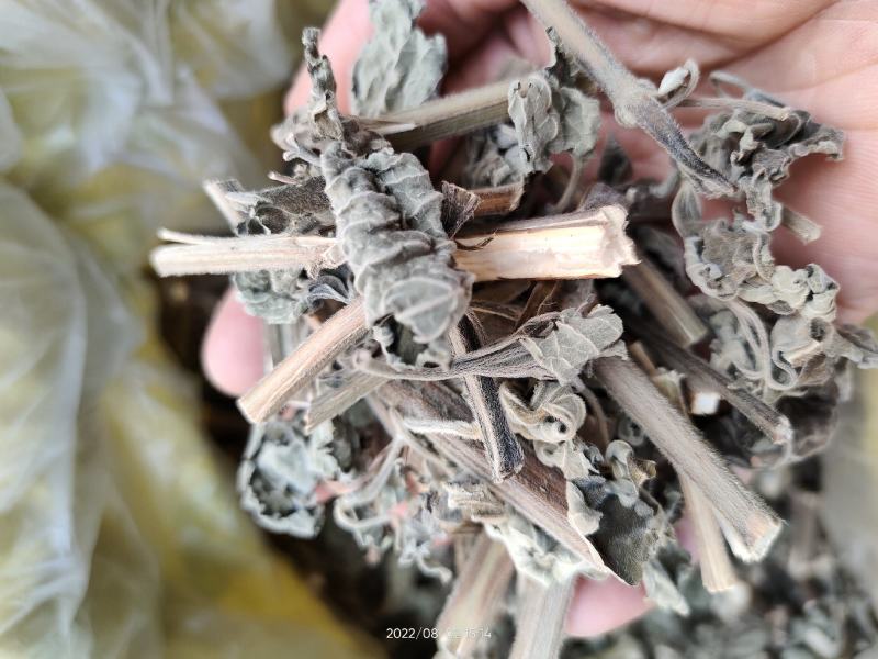 广西防风草广防风鱼针草抹药抹草全草干品