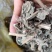 广西防风草广防风鱼针草抹药抹草全草干品