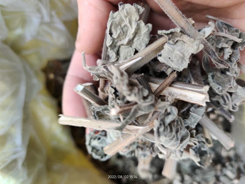 广西防风草广防风鱼针草抹药抹草全草干品