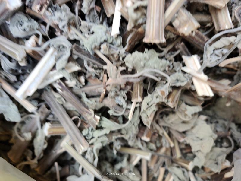 广西防风草广防风鱼针草抹药抹草全草干品