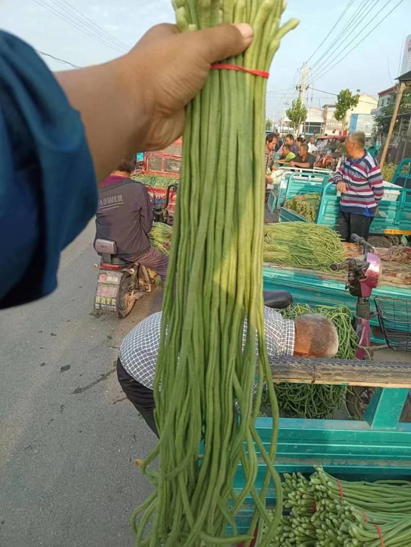 湖北长豆角缸豆产地直发一手货源保证质量代发全国