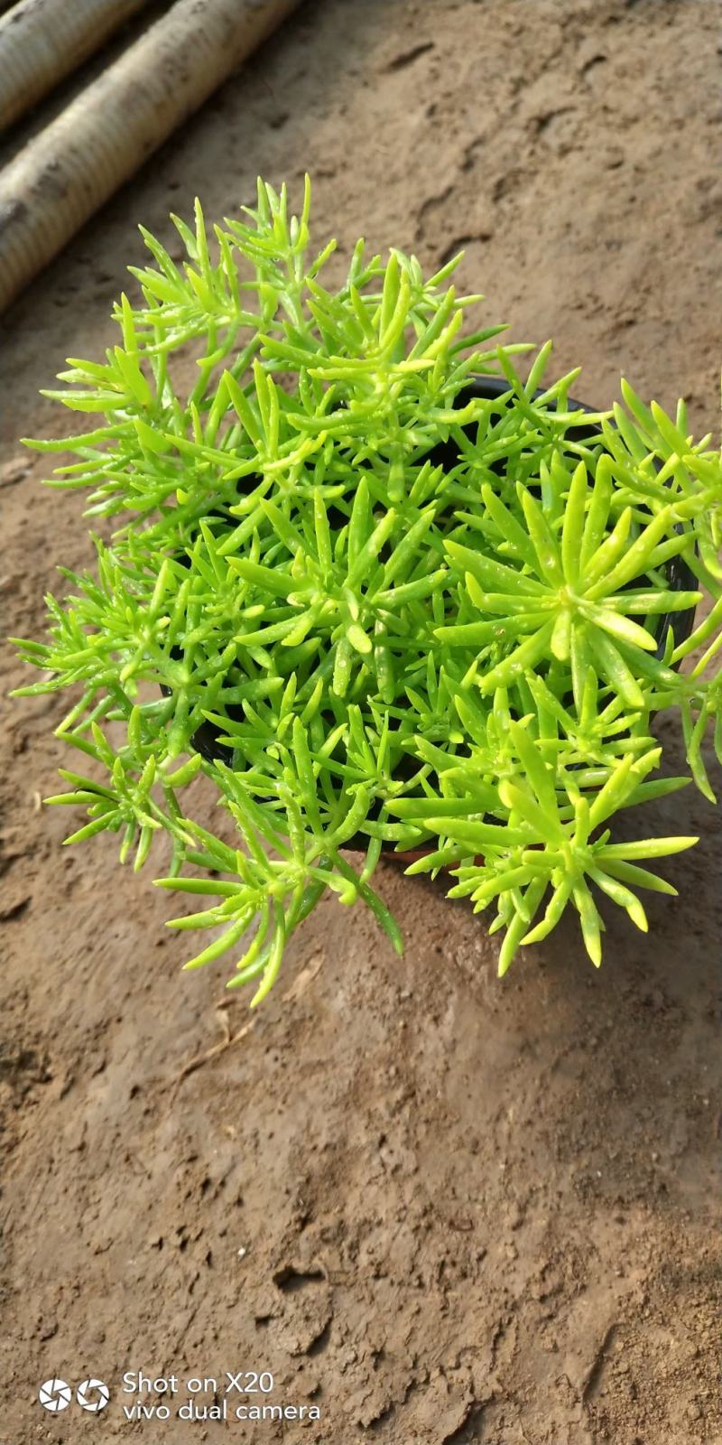 金叶佛甲草，现货大量供应，质优价廉欢迎选购