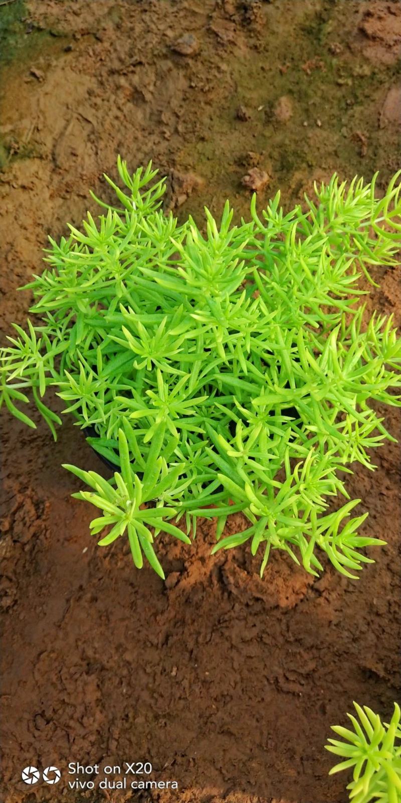金叶佛甲草，现货大量供应，质优价廉欢迎选购