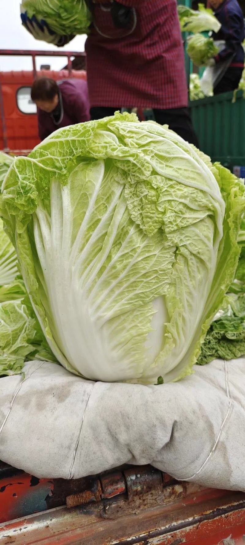夏阳白菜，抗热王白菜，山东白菜，泰安白菜大量供应