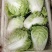 夏阳白菜，抗热王白菜，山东白菜，泰安白菜大量供应