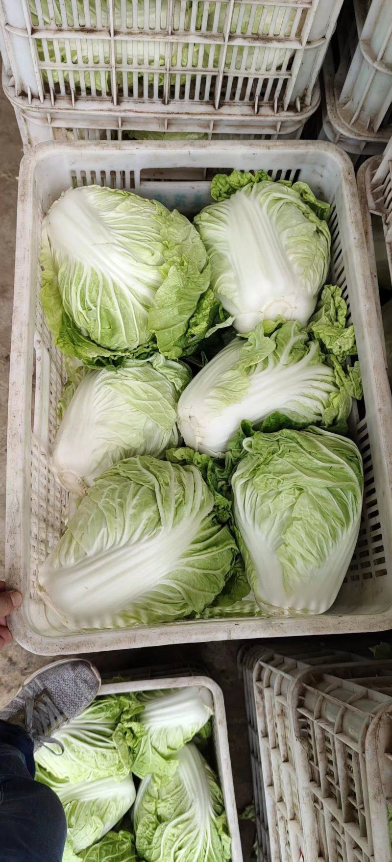 夏阳白菜，抗热王白菜，山东白菜，泰安白菜大量供应