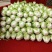 夏阳白菜，抗热王白菜，山东白菜，泰安白菜大量供应