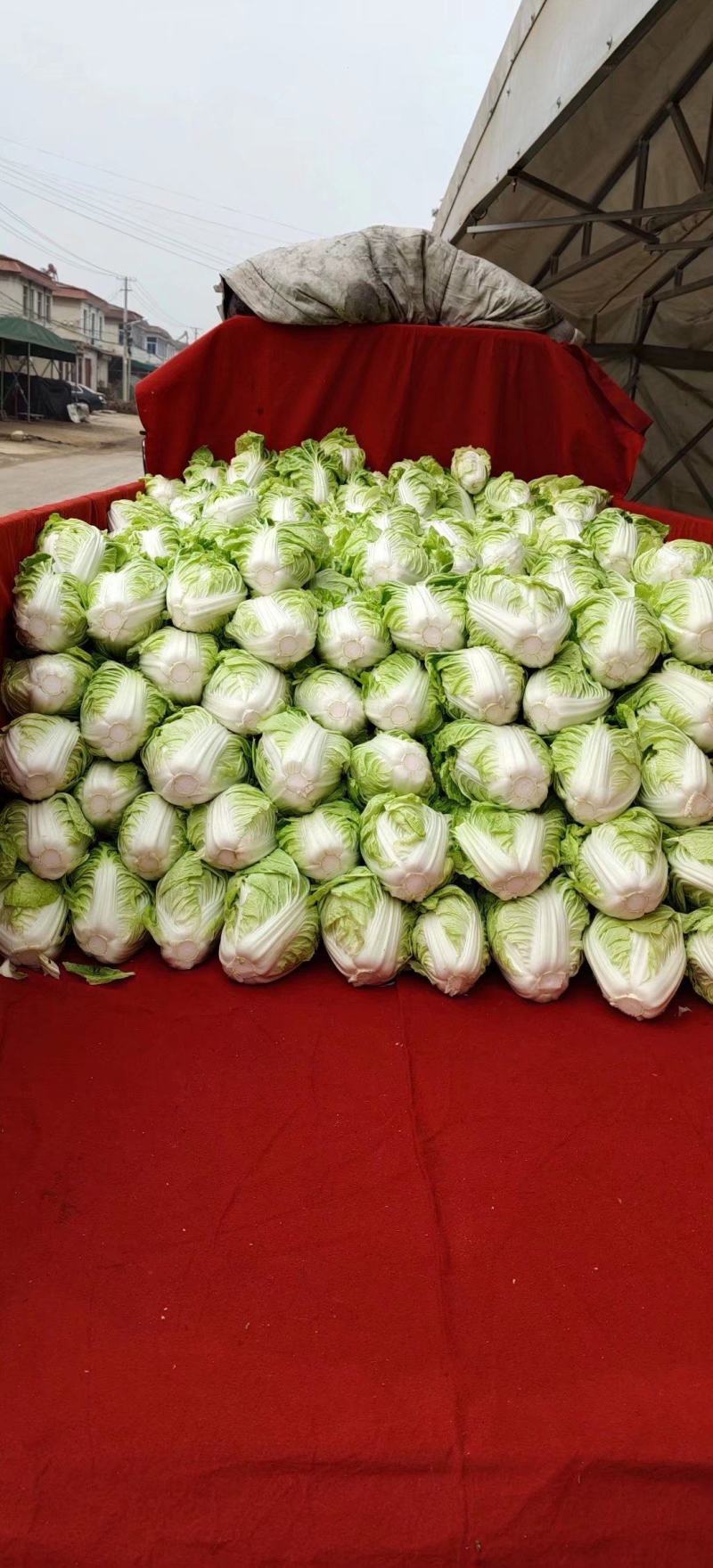 夏阳白菜，抗热王白菜，山东白菜，泰安白菜大量供应