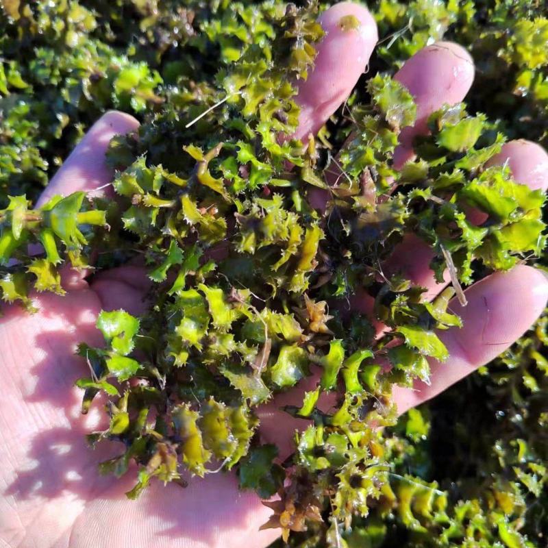 麦黄草种子