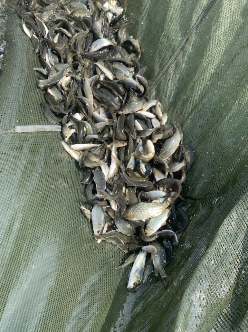 鲤鱼苗可以和各种鱼混养。