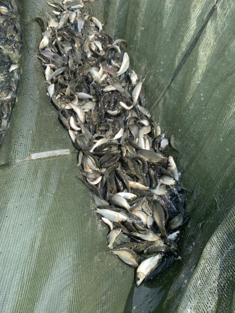 鲤鱼苗可以和各种鱼混养。