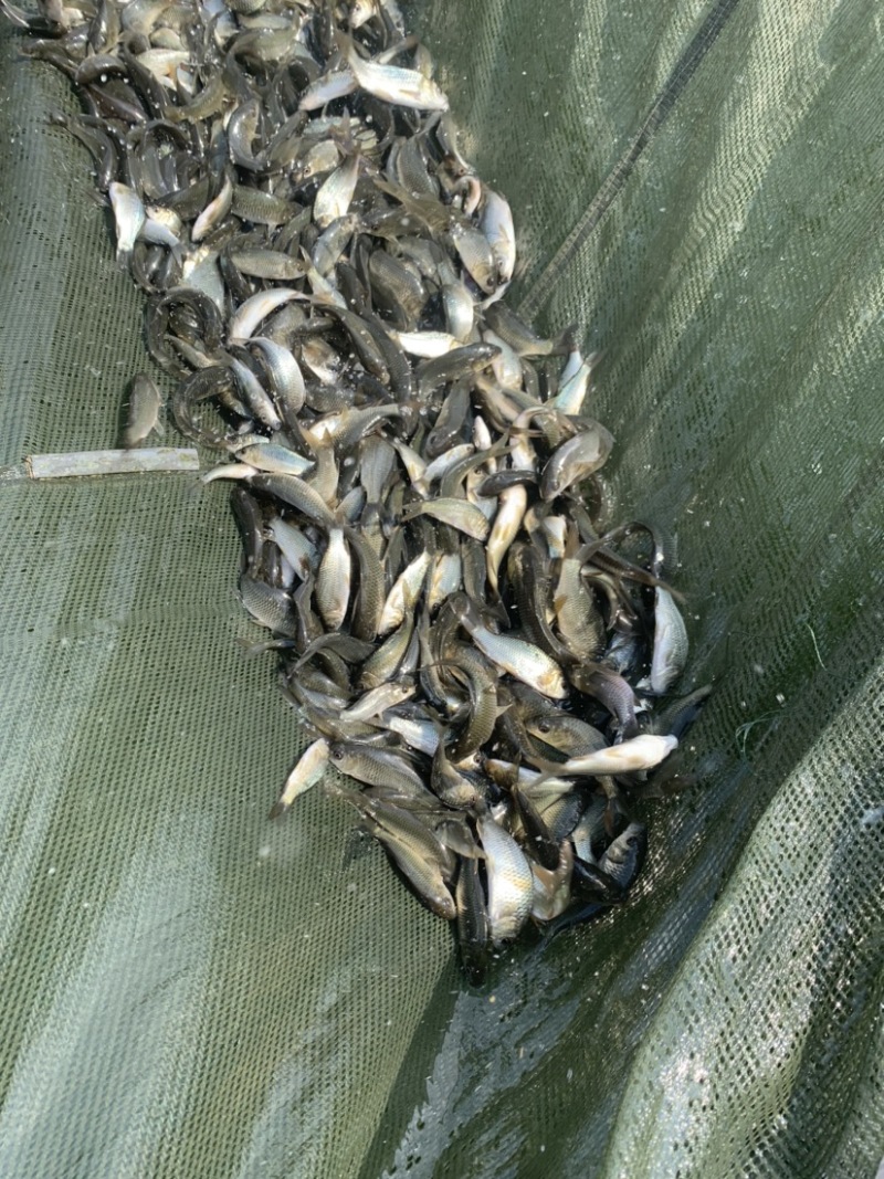 鲤鱼苗可以和各种鱼混养。