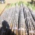 【黑皮甘蔗】广西崇左龙州精品甘蔗产地种植发货大量现货