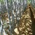 【黑皮甘蔗】广西崇左龙州精品甘蔗产地种植发货大量现货