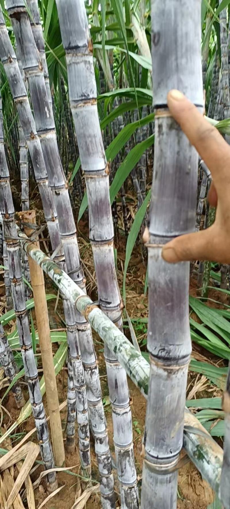 【黑皮甘蔗】广西崇左龙州精品甘蔗产地种植发货大量现货