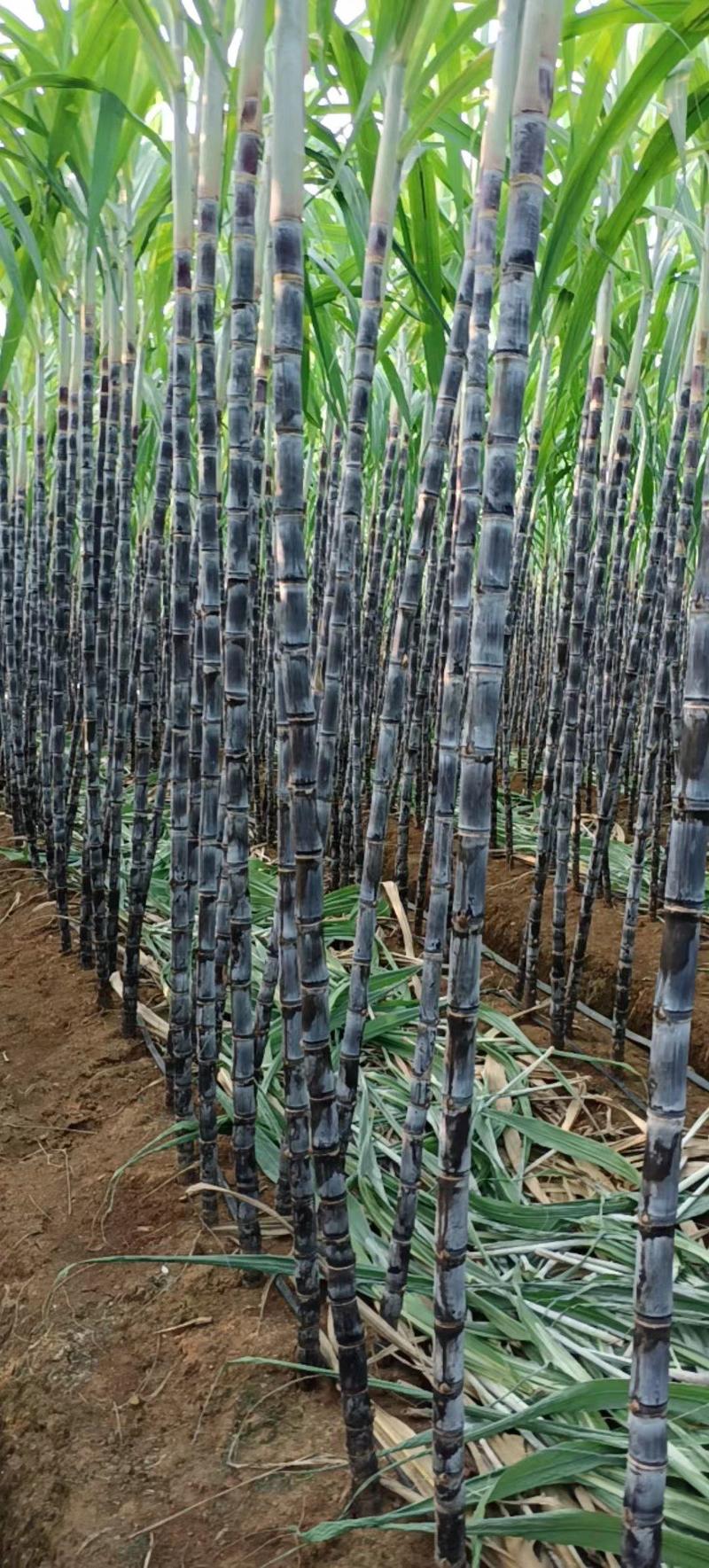 【黑皮甘蔗】广西崇左龙州精品甘蔗产地种植发货大量现货