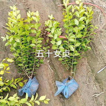金叶女贞苗50-80高金叶女贞小苗基地！