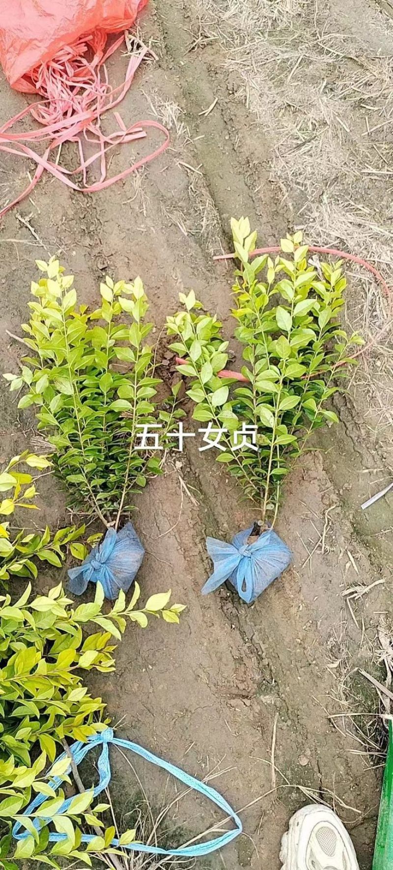 金叶女贞苗50-80高金叶女贞小苗基地！