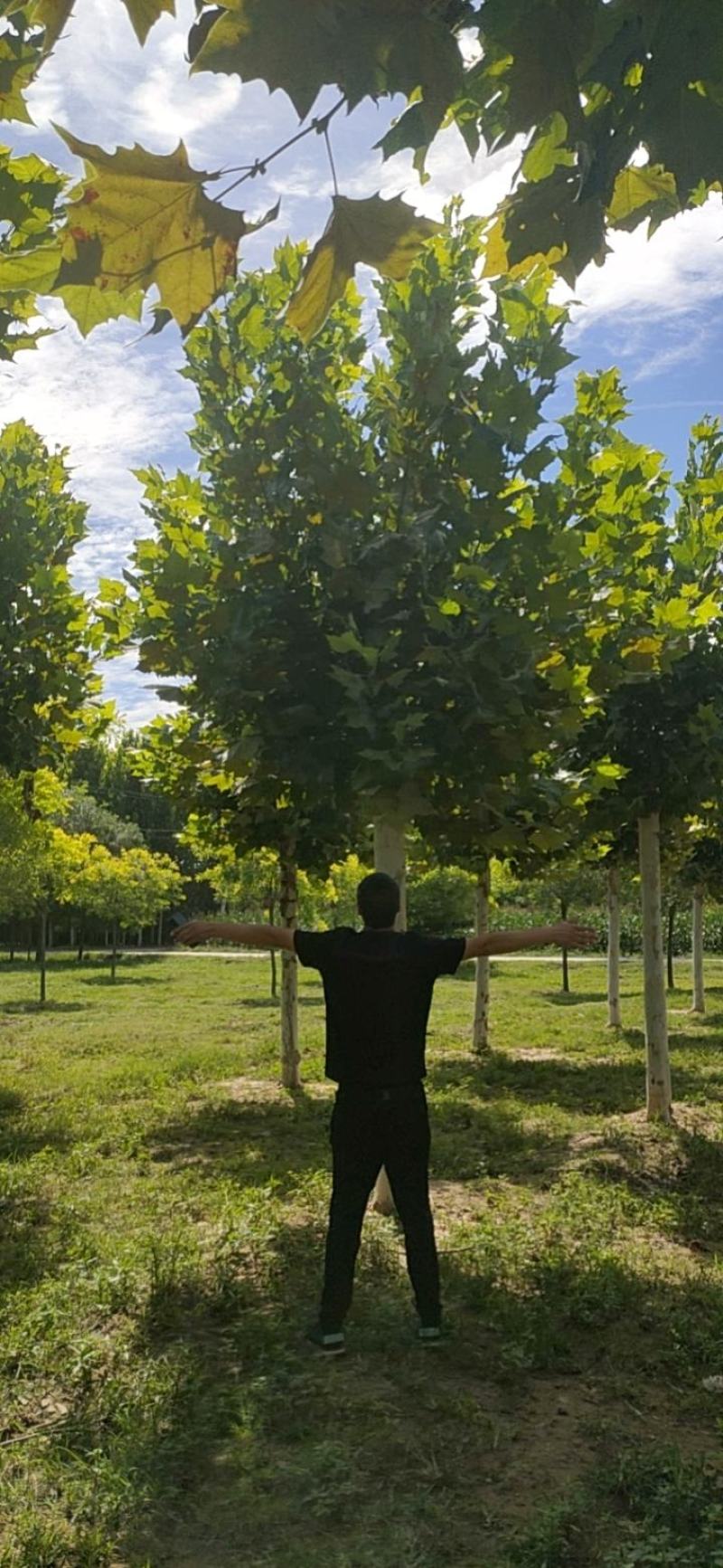 移栽法桐，假植法桐1-3年冠，15-20公分，干直帽圆保