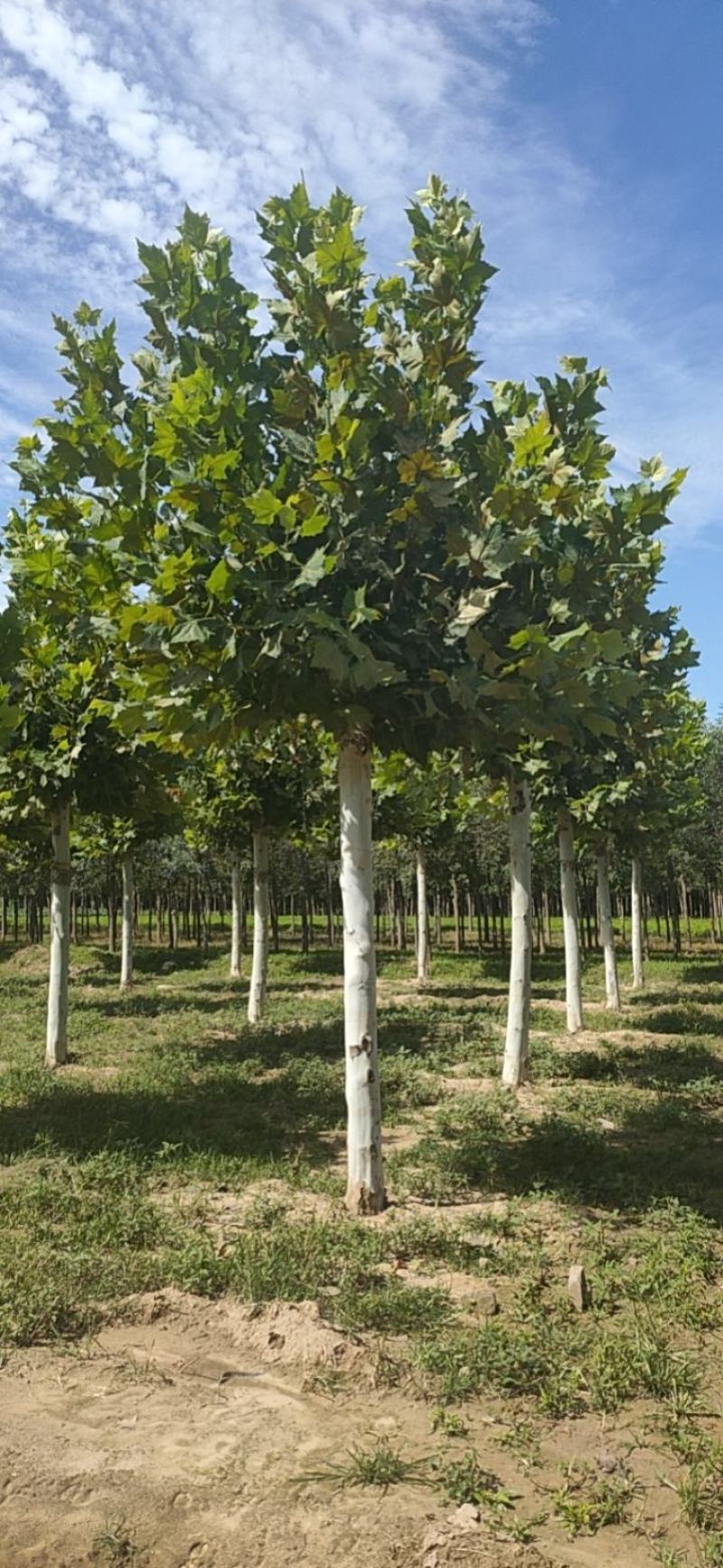 移栽法桐，假植法桐1-3年冠，15-20公分，干直帽圆保