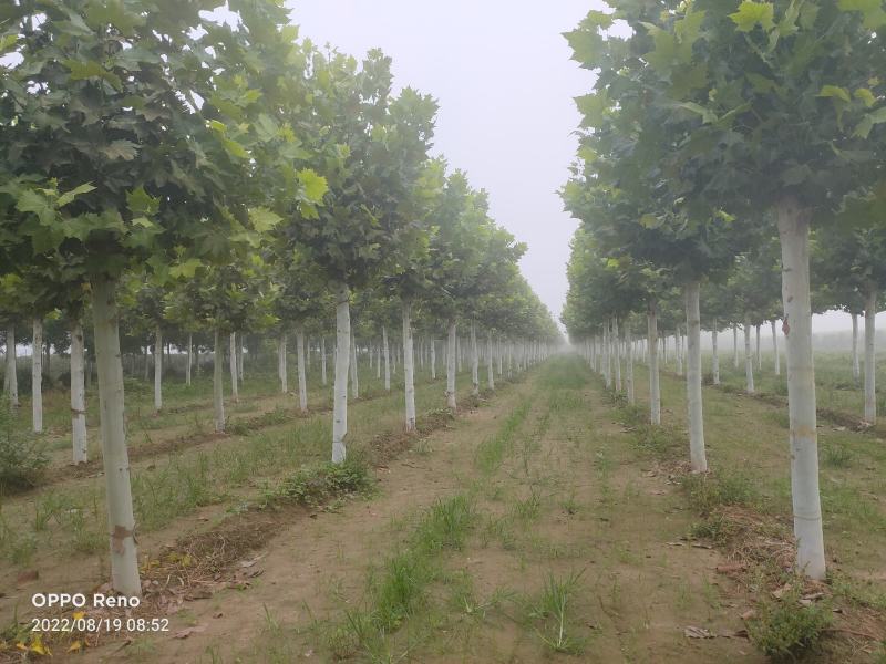 移栽法桐，假植法桐1-3年冠，15-20公分，干直帽圆保