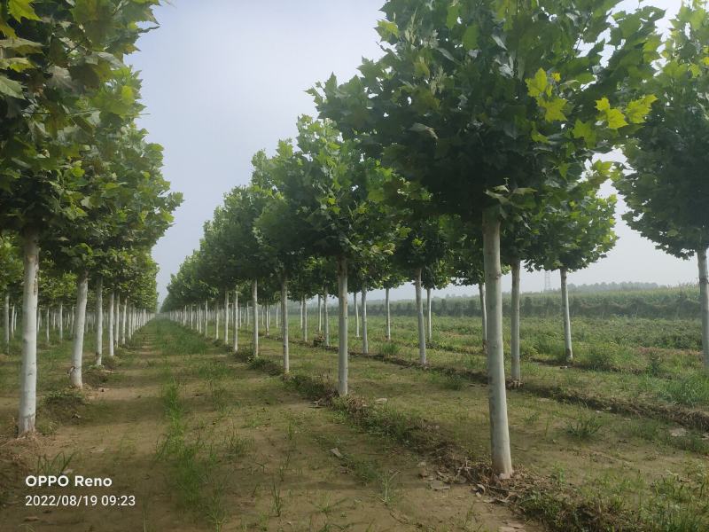 移栽法桐，假植法桐1-3年冠，15-20公分，干直帽圆保
