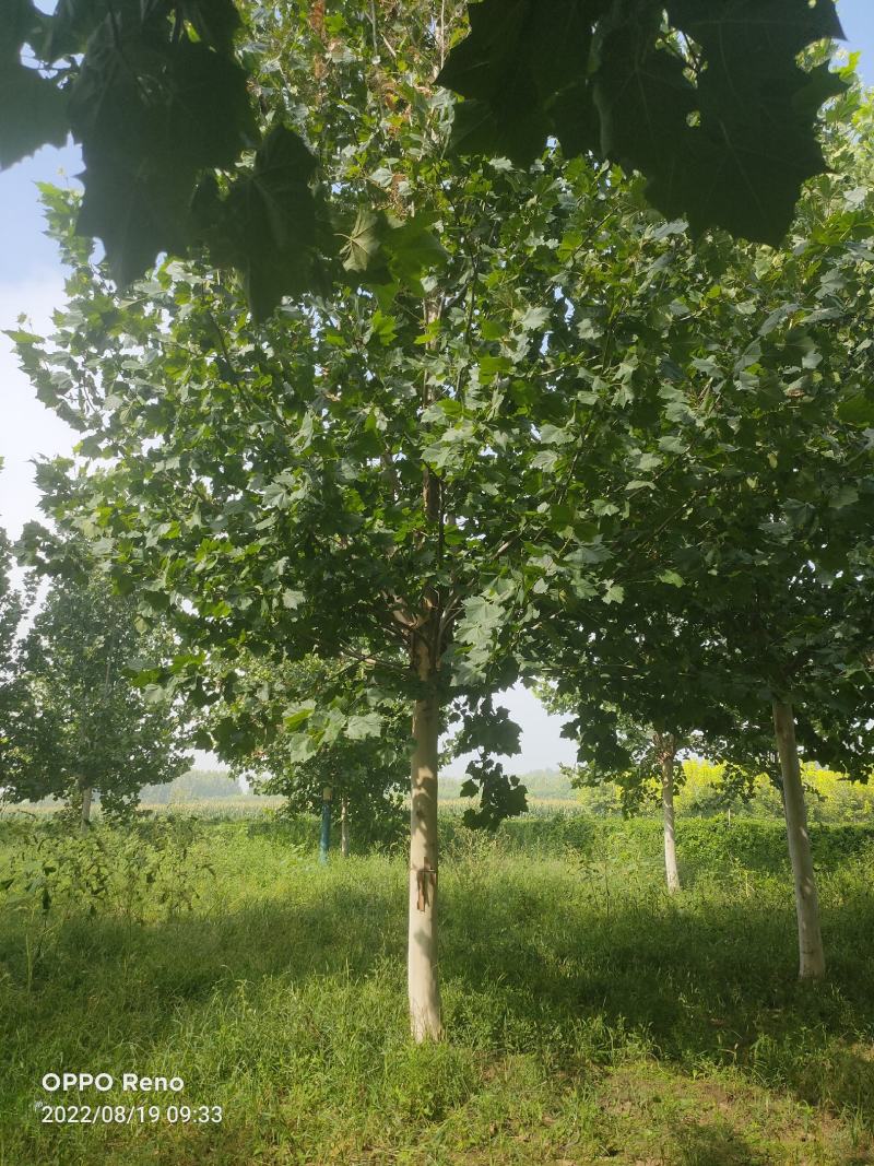 移栽法桐，假植法桐1-3年冠，15-20公分，干直帽圆保