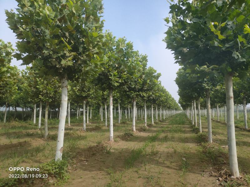 移栽法桐，假植法桐1-3年冠，15-20公分，干直帽圆保