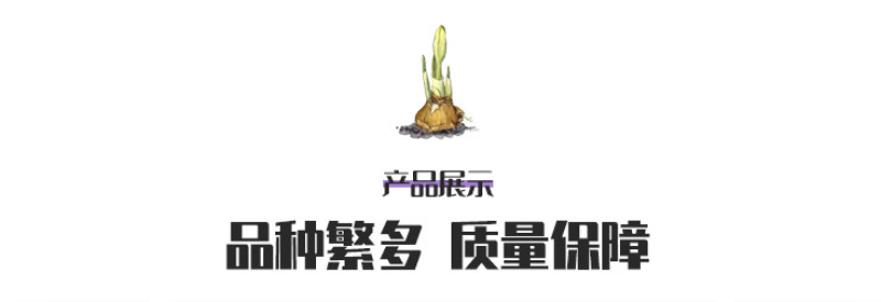 风信子种球进口种球水培土培花卉耐寒阳台盆栽花卉