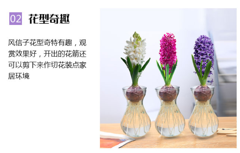 风信子种球进口种球水培土培花卉耐寒阳台盆栽花卉
