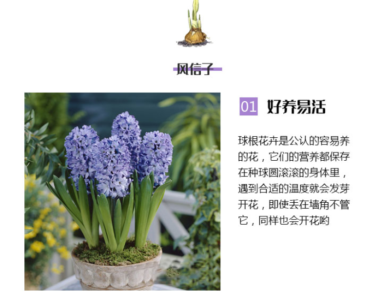 风信子种球进口种球水培土培花卉耐寒阳台盆栽花卉