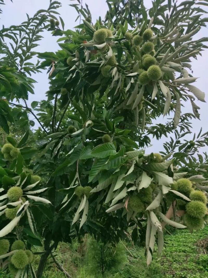 大红袍板栗苗嫁接苗个头大产量高包邮