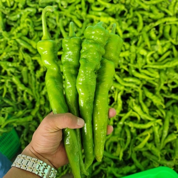 精品蔬菜