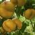 油蟠桃树苗，新品种油蟠桃苗，油蟠7桃苗，产量高，口感好