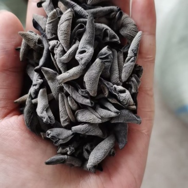 1.2大地头茬黑厚