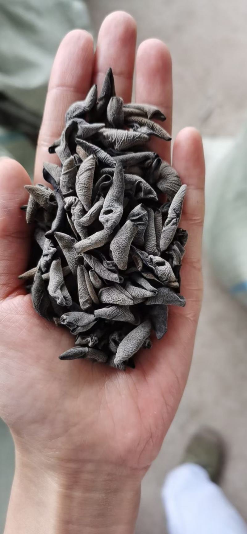 1.2大地头茬黑厚