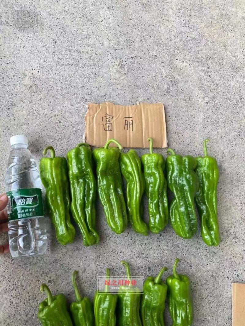 欧兰德富丽升级品种芜湖椒种子果型美观采收期长麻辣薄皮椒