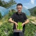 欧兰德富丽升级品种芜湖椒种子果型美观采收期长麻辣薄皮椒