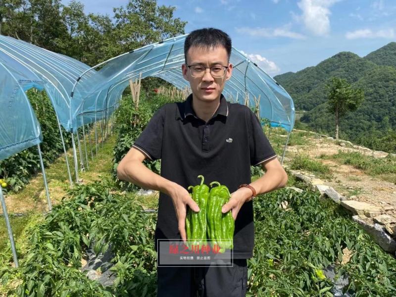 欧兰德富丽升级品种芜湖椒种子果型美观采收期长麻辣薄皮椒