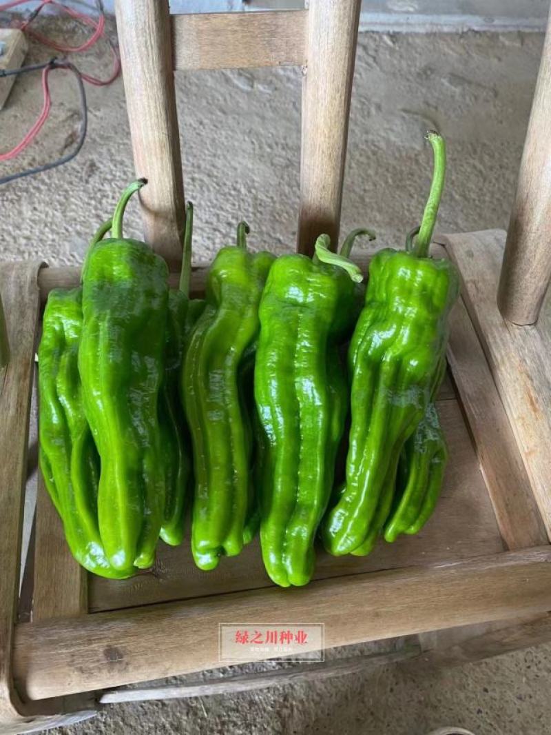 欧兰德富丽升级品种芜湖椒种子果型美观采收期长麻辣薄皮椒