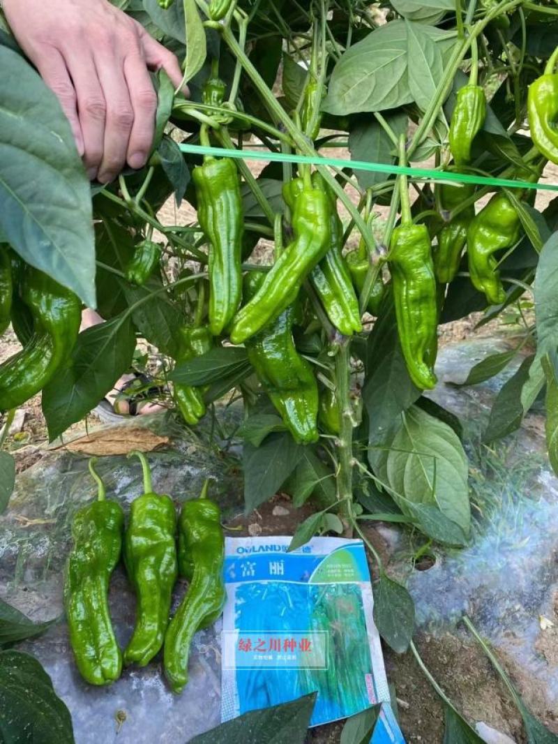 欧兰德富丽升级品种芜湖椒种子果型美观采收期长麻辣薄皮椒