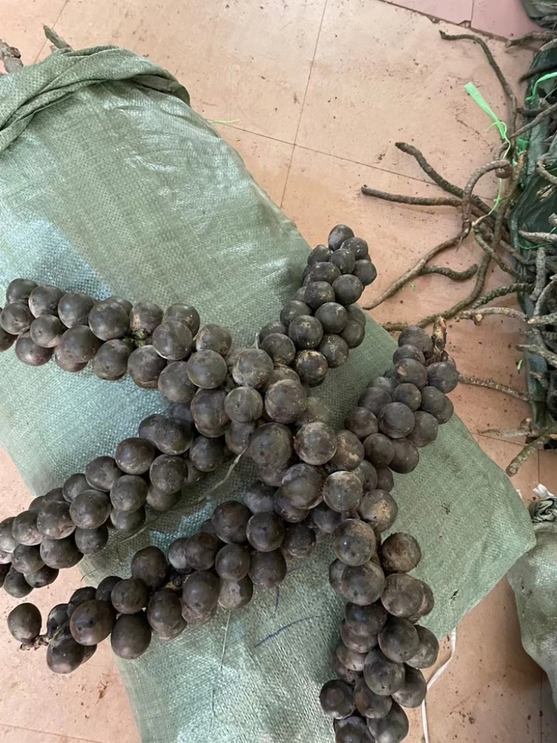 越南追风果，密度好，果子大，新鲜，漂亮。卖相好