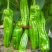 茂华椒诚抗糊头辣椒种子大果型薄皮泡椒种子高产皮薄味辣