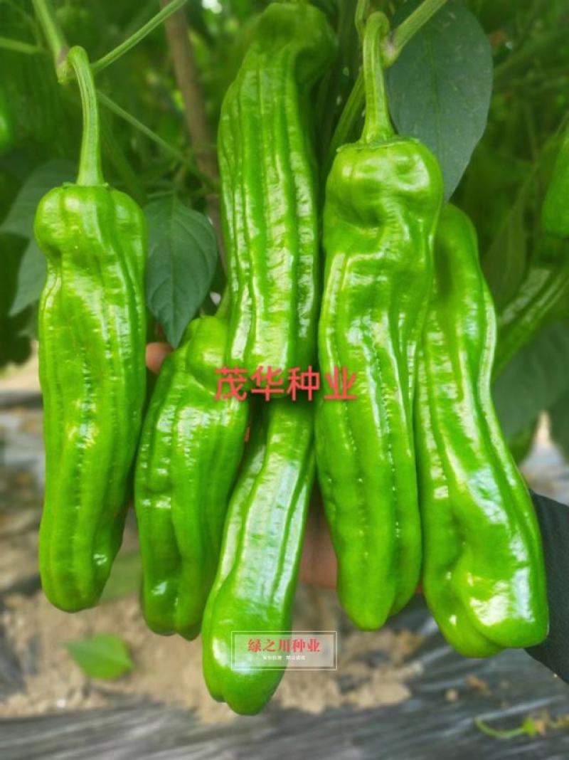 茂华椒诚抗糊头辣椒种子大果型薄皮泡椒种子高产皮薄味辣