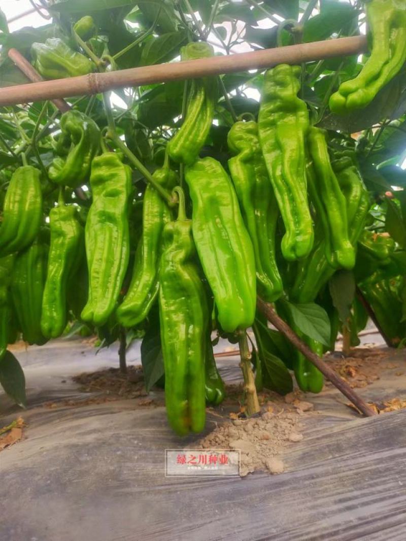 茂华椒诚抗糊头辣椒种子大果型薄皮泡椒种子高产皮薄味辣
